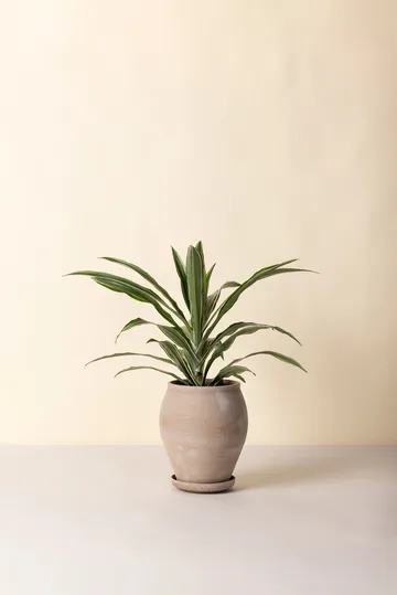 Doniczka Delphi z podstawką, 2 części - Grey, Ø22 cm, tall - Bergs Potter