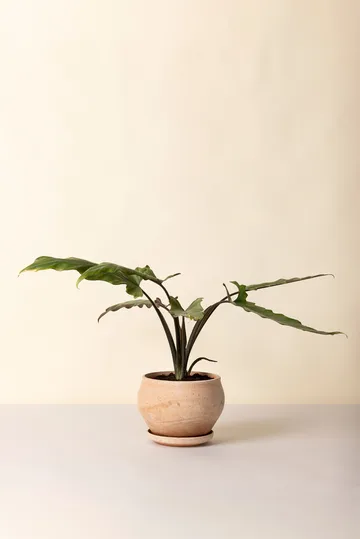 Doniczka Delphi z podstawką, 2 części - Róż, Ø24 cm, low - Bergs Potter