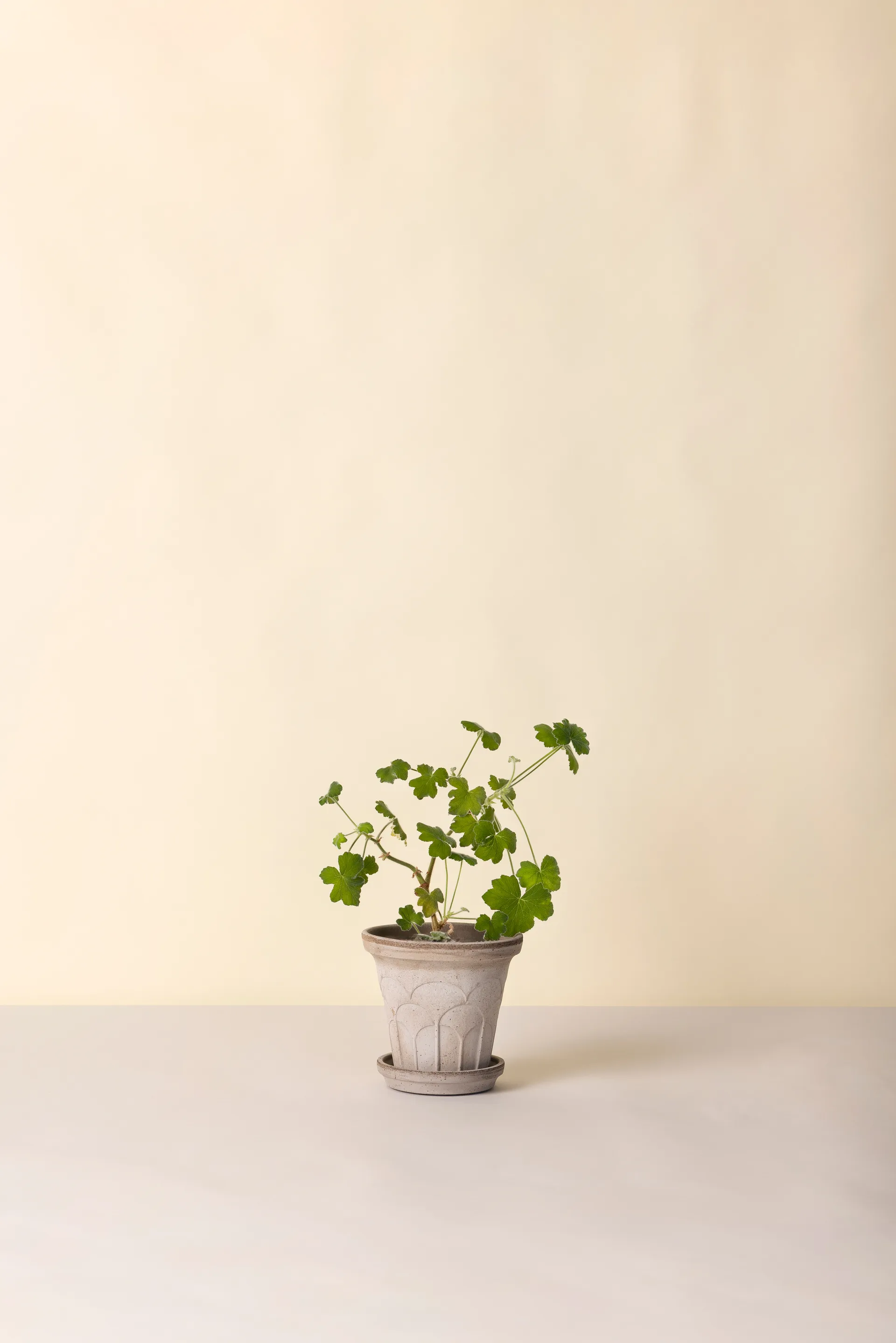 Doniczka Fleur z podstawką, 2 części, Grey, Ø16 cm Bergs Potter