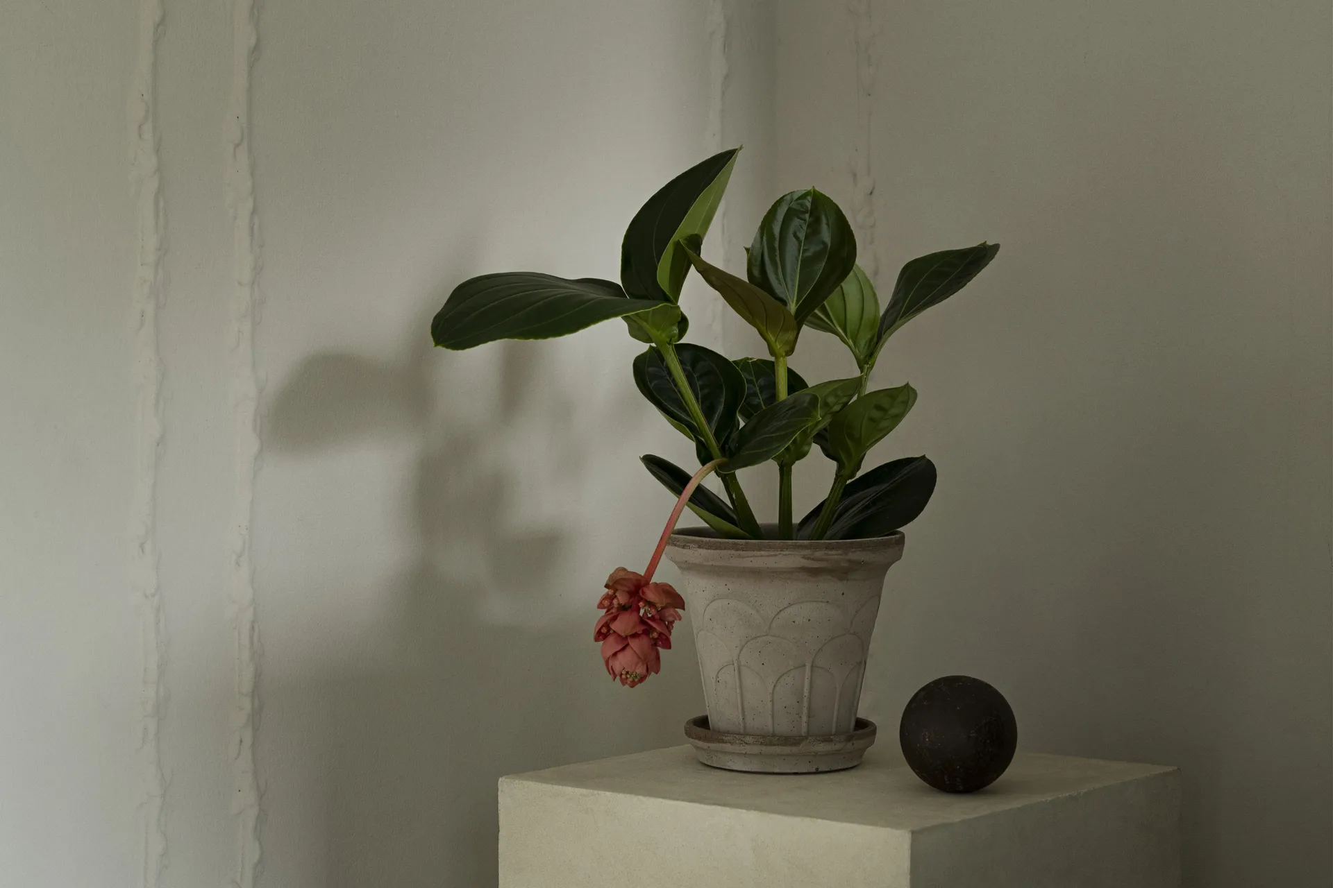 Doniczka Fleur z podstawką, 2 części, Grey, Ø18 cm Bergs Potter