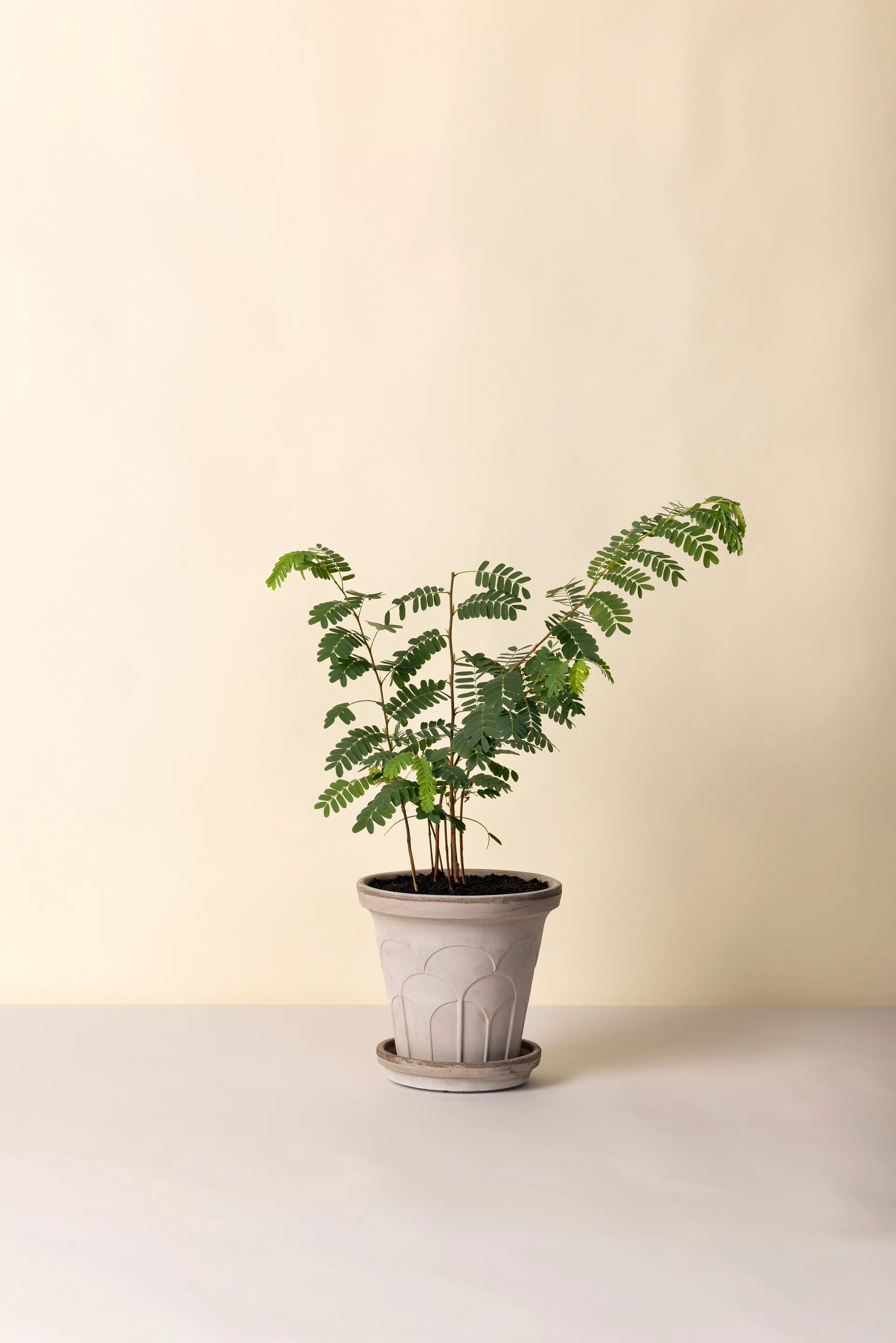 Doniczka Fleur z podstawką, 2 części, Grey, Ø21 cm Bergs Potter