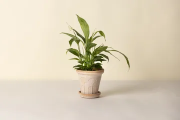 Doniczka Fleur z podstawką, 2 części - Róż, Ø16 cm - Bergs Potter