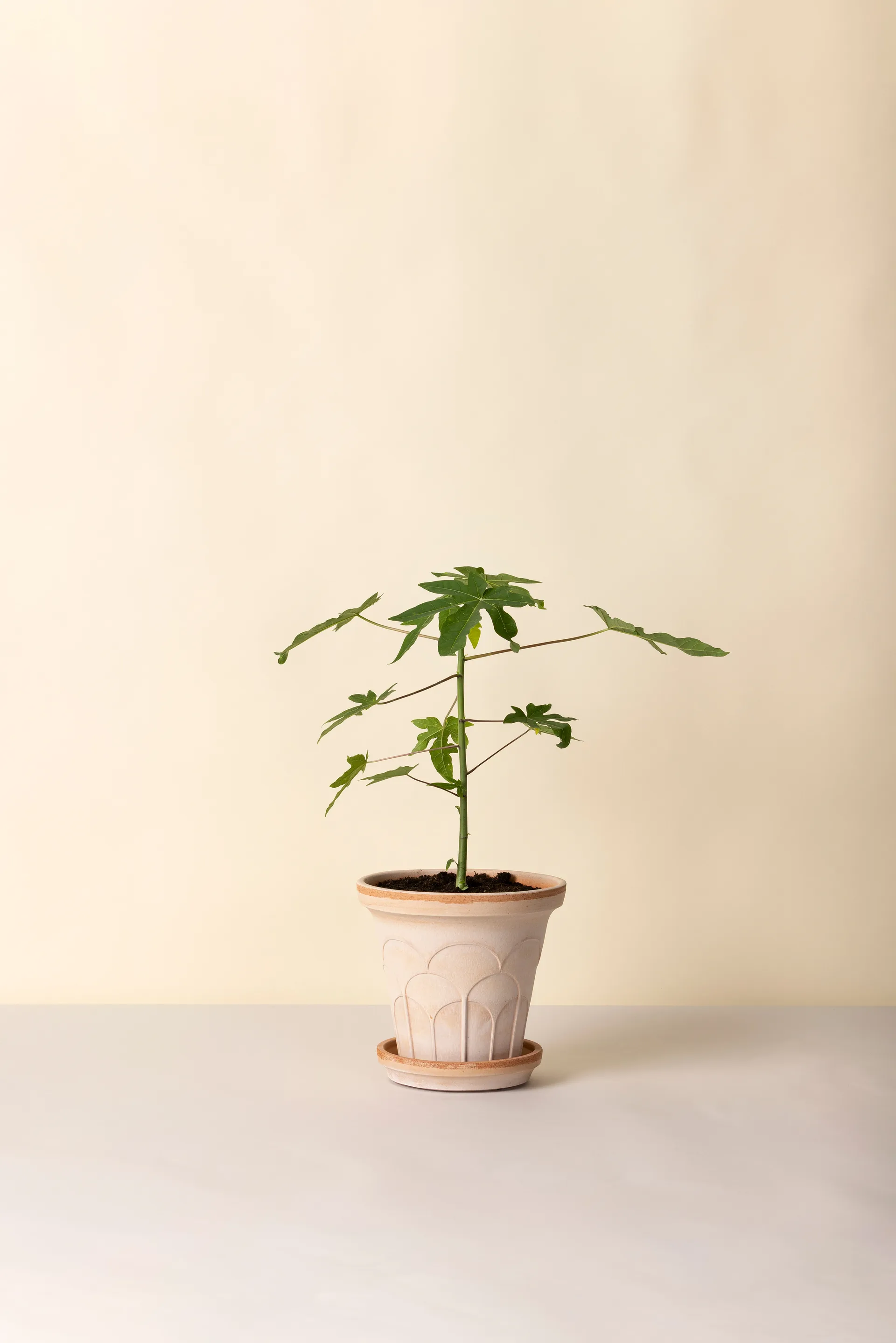 Doniczka Fleur z podstawką, 2 części, Róż, Ø21 cm Bergs Potter