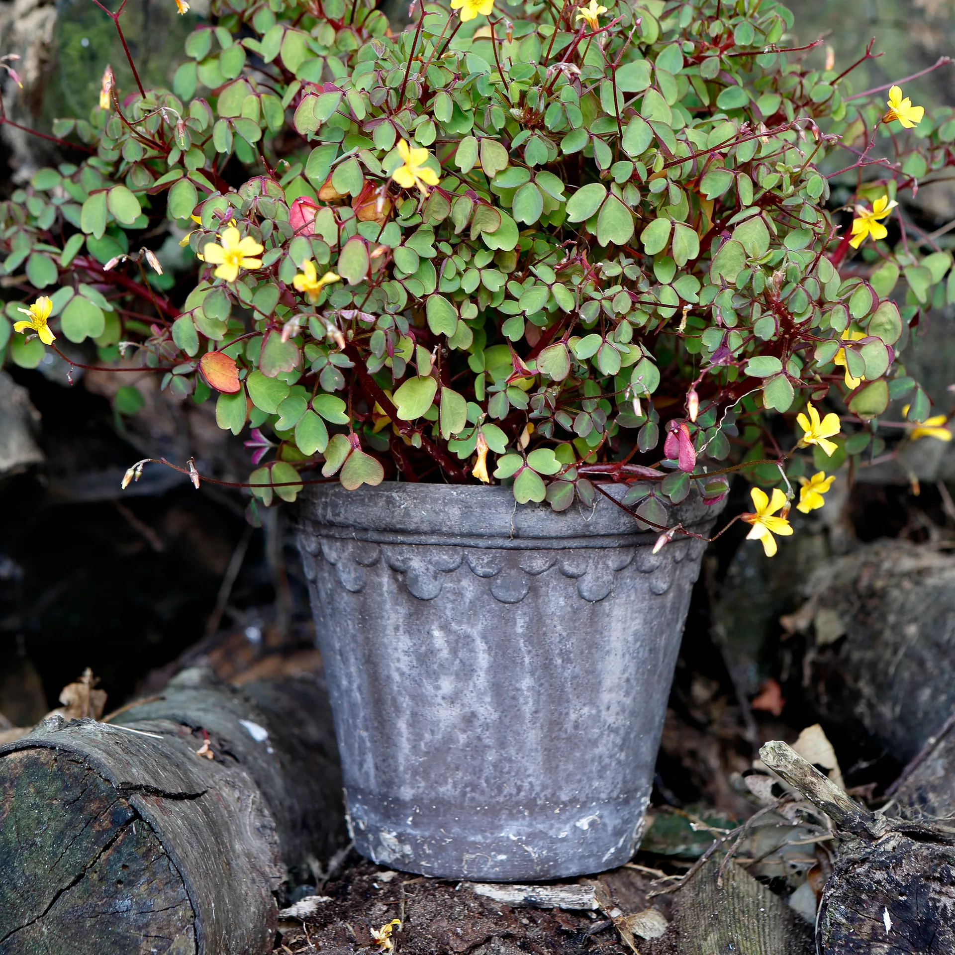 Doniczka Københavner Ø16 cm, Szara Bergs Potter