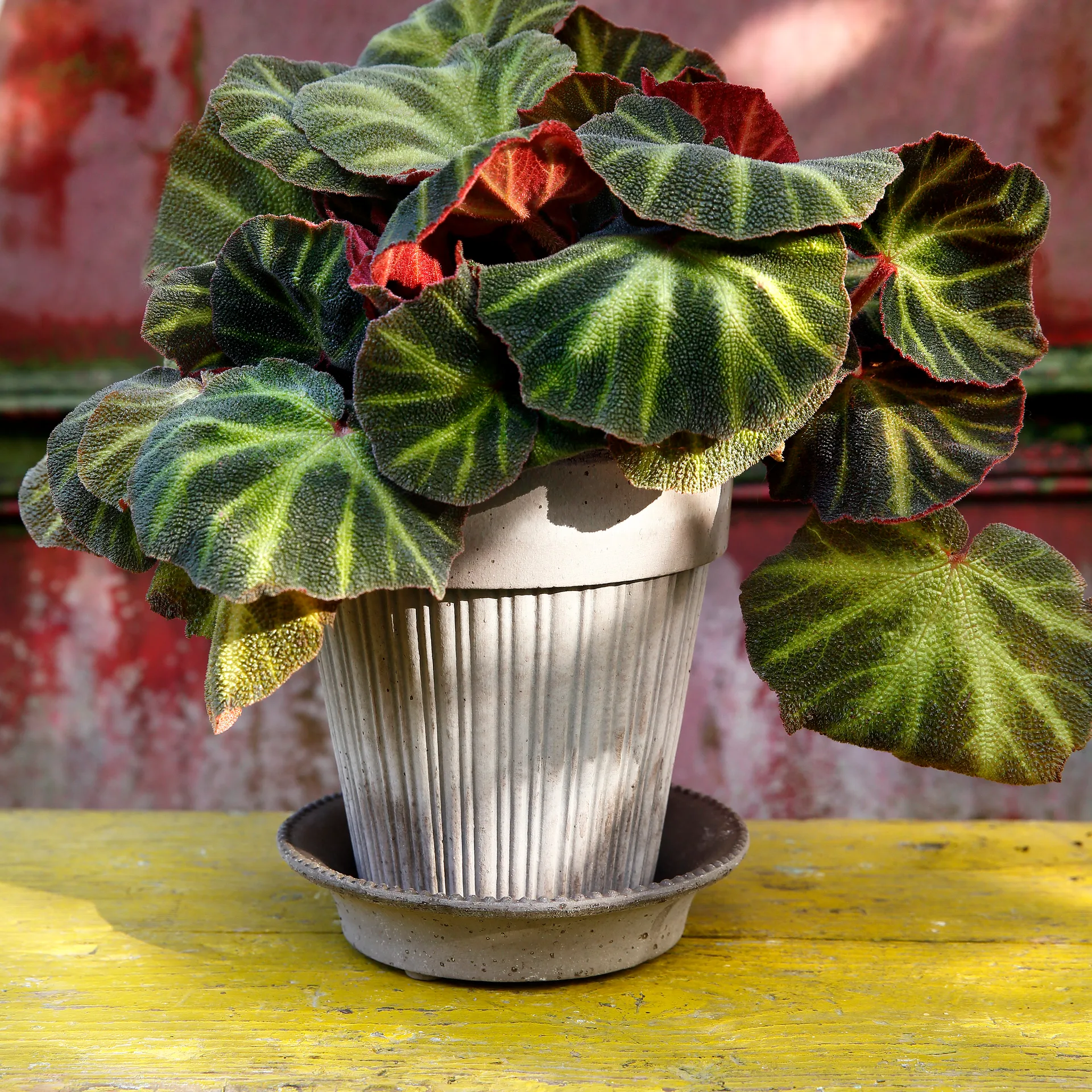 Simona doniczka 16 cm, szary Bergs Potter