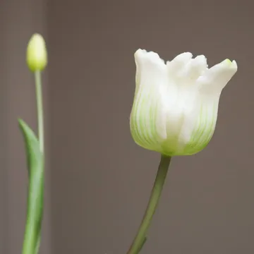 Bukiet sztucznych tulipanów Triumph - Biały, 10 szt. - Botané