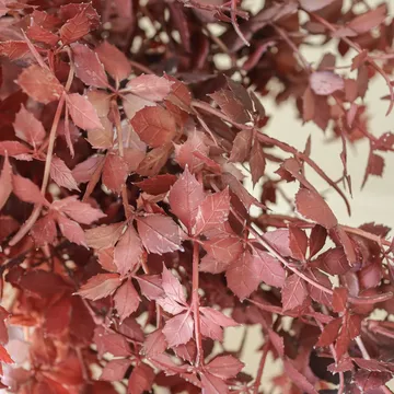 Sztuczny bukiet Burgundy Maple Branch - 107 cm, 4 szt. - Botané