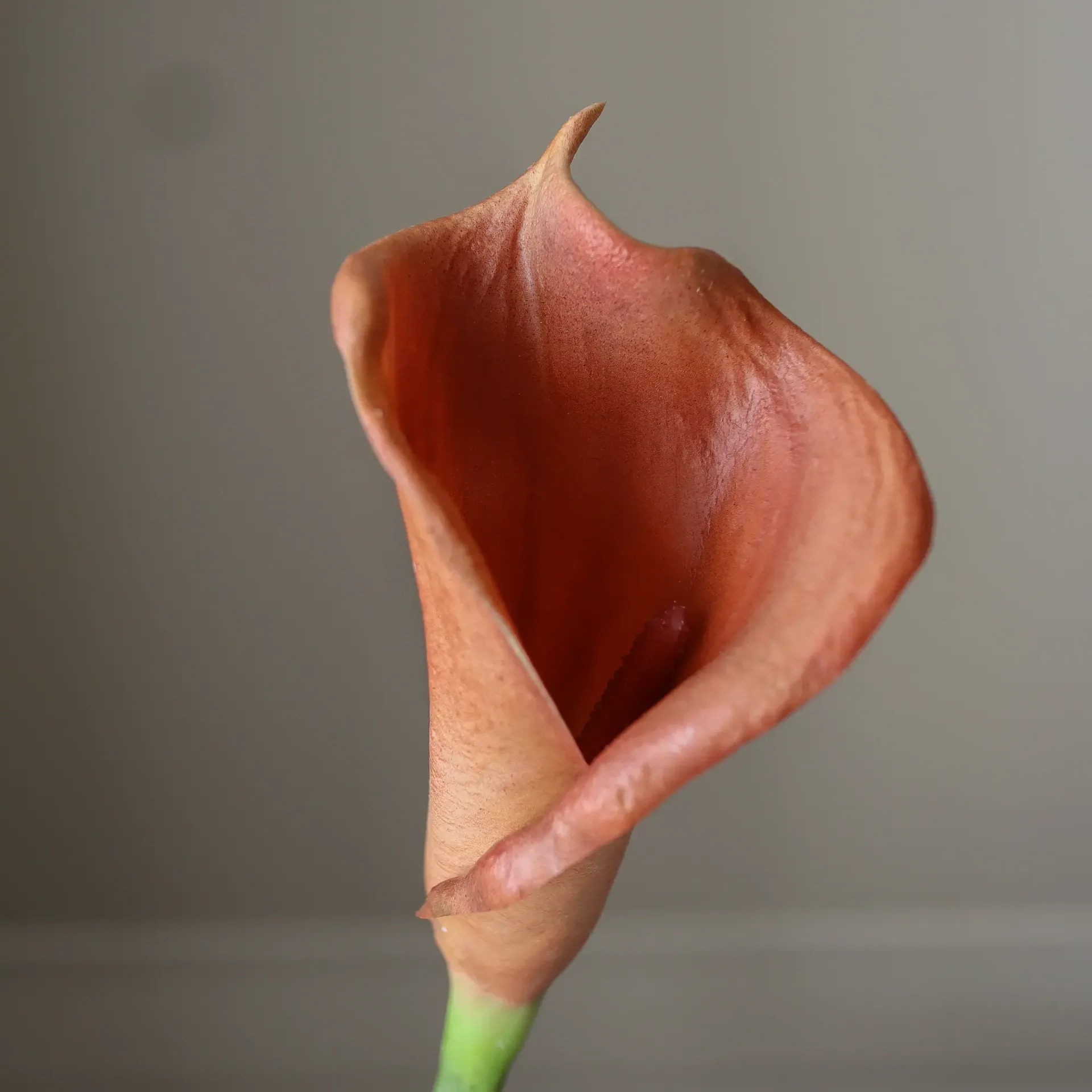 Sztuczny bukiet kalii, Brązowy, 62 cm, 8 szt. Botané