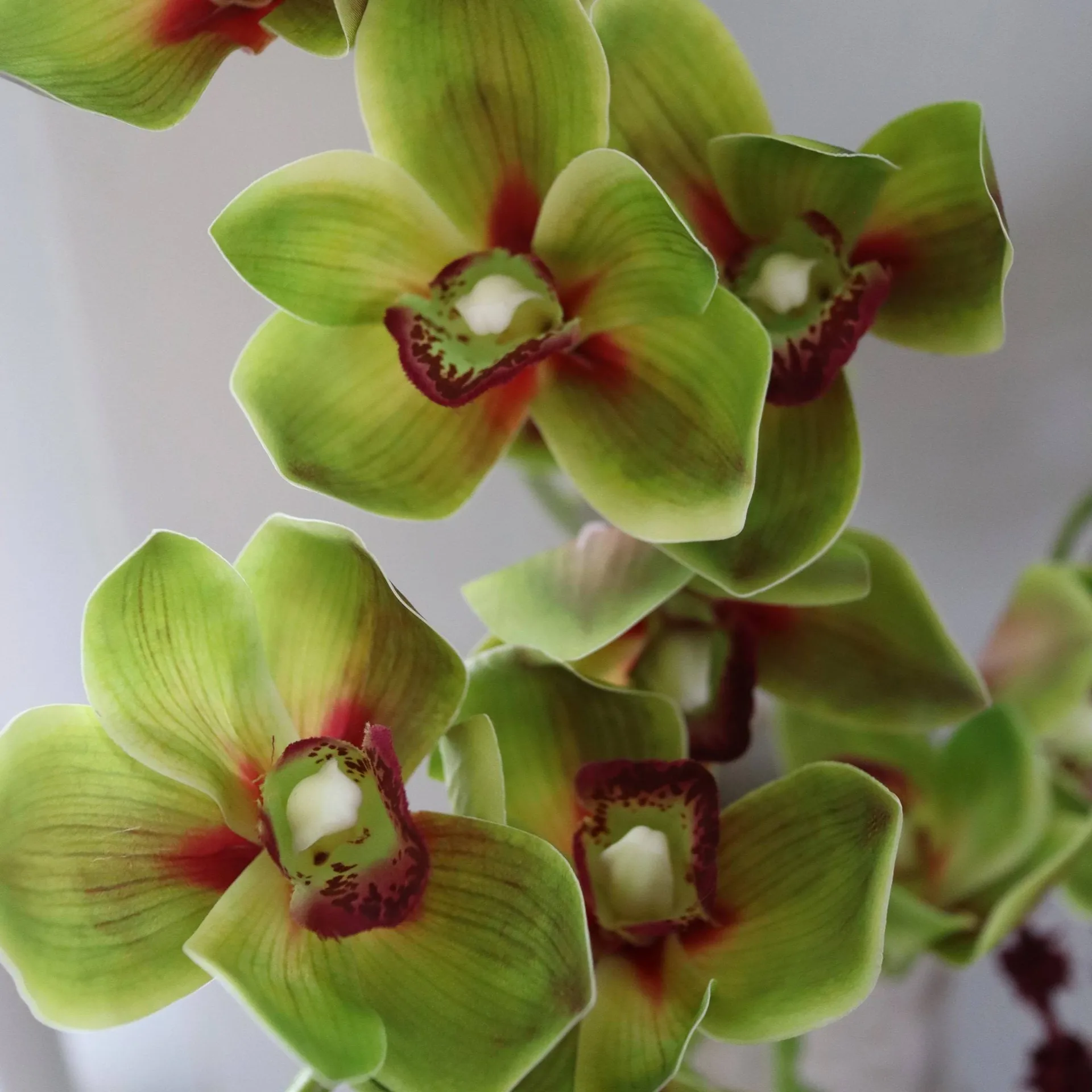 Sztuczny bukiet Velvet Vine, Orchidea-amarant, 6 szt. Botané