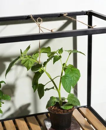 Szafka na rośliny Grower Greens - Czarny, 81x137 cm - Brafab