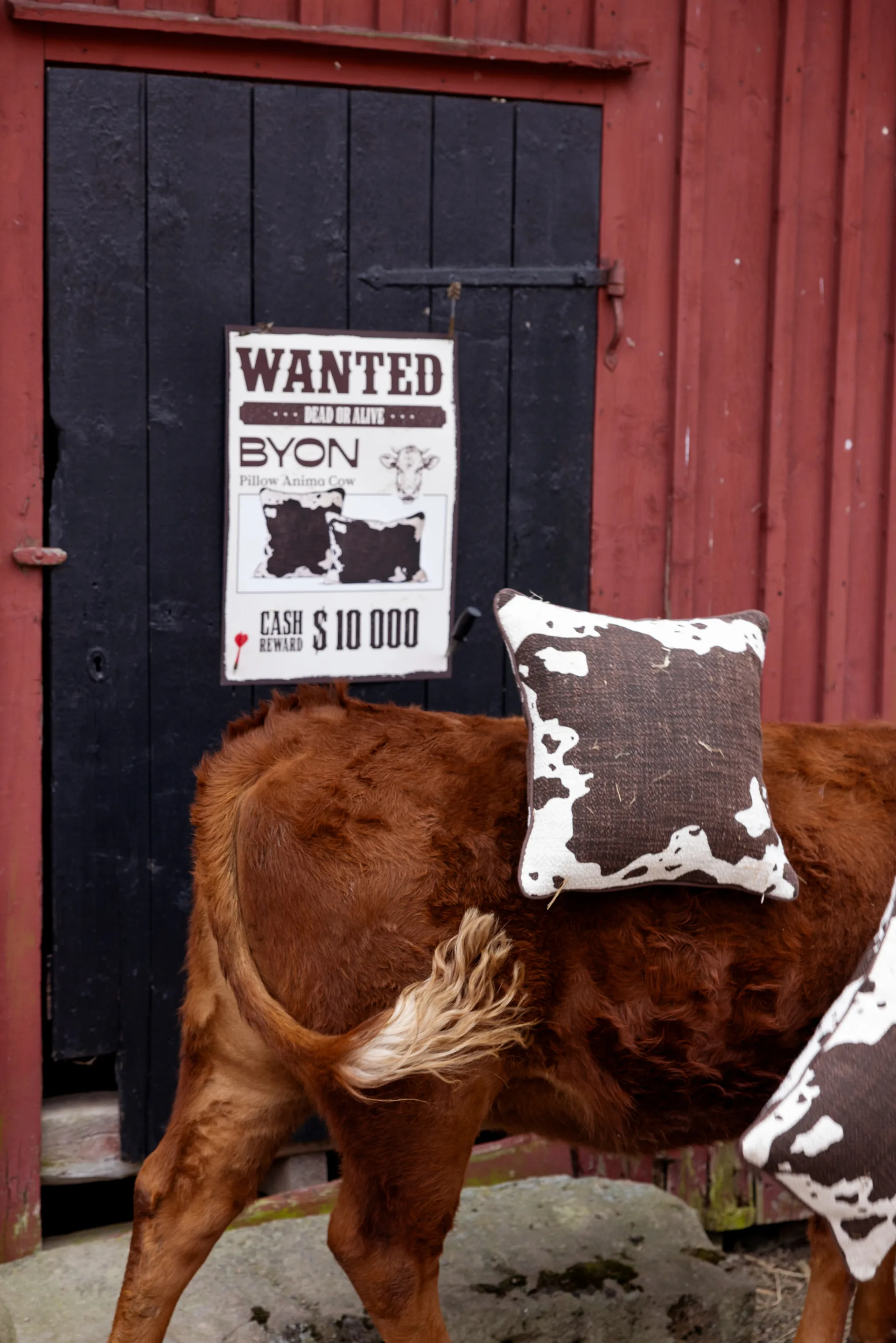 Poduszka Anima M 50x50 cm, Cow Byon