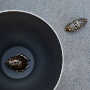Solniczka i popielniczka w kształcie chrząszczy - Brązowa - Byon