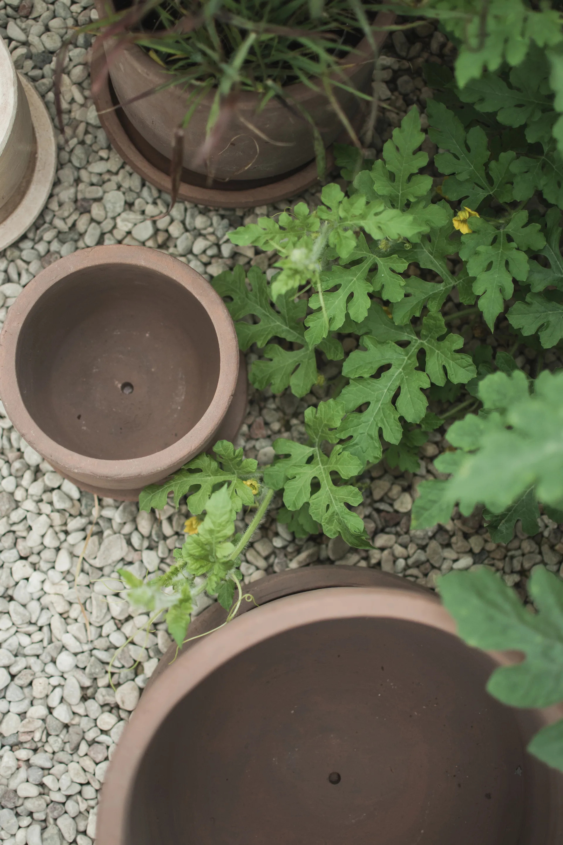 Doniczka Terra, Brown, Ø33x36 cm DBKD