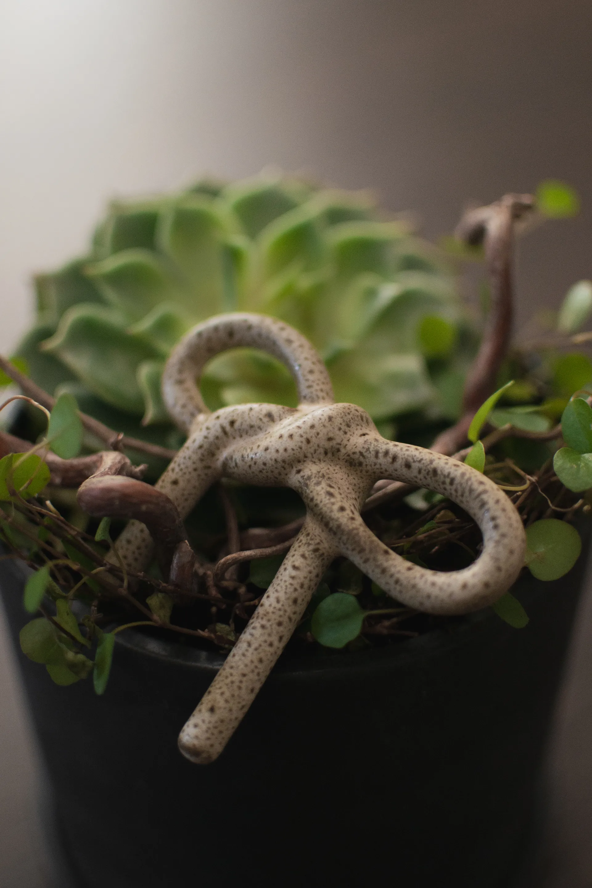 Ozdoba do doniczki Bow, Beige DBKD