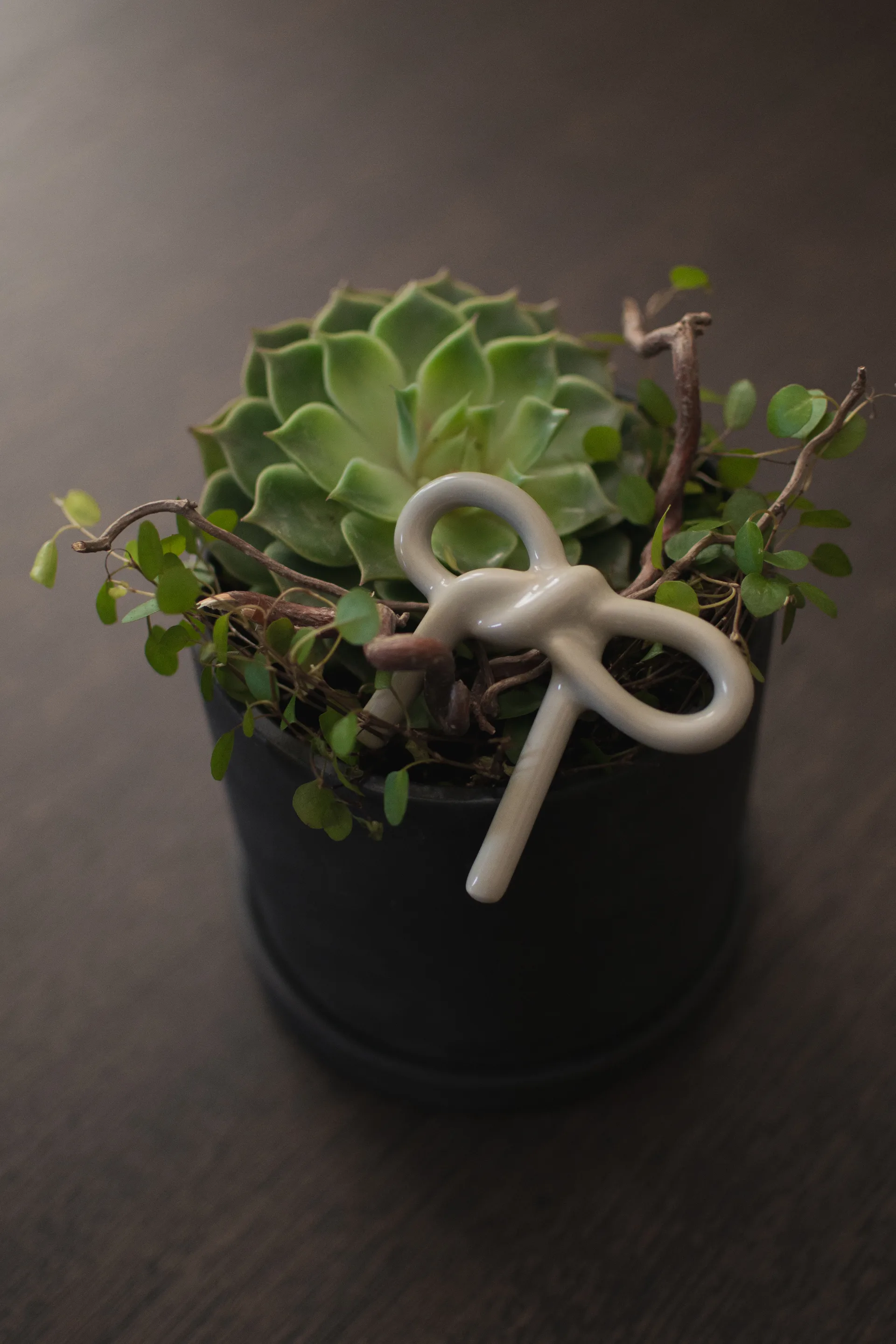 Ozdoba do doniczki Bow, Shiny mole DBKD