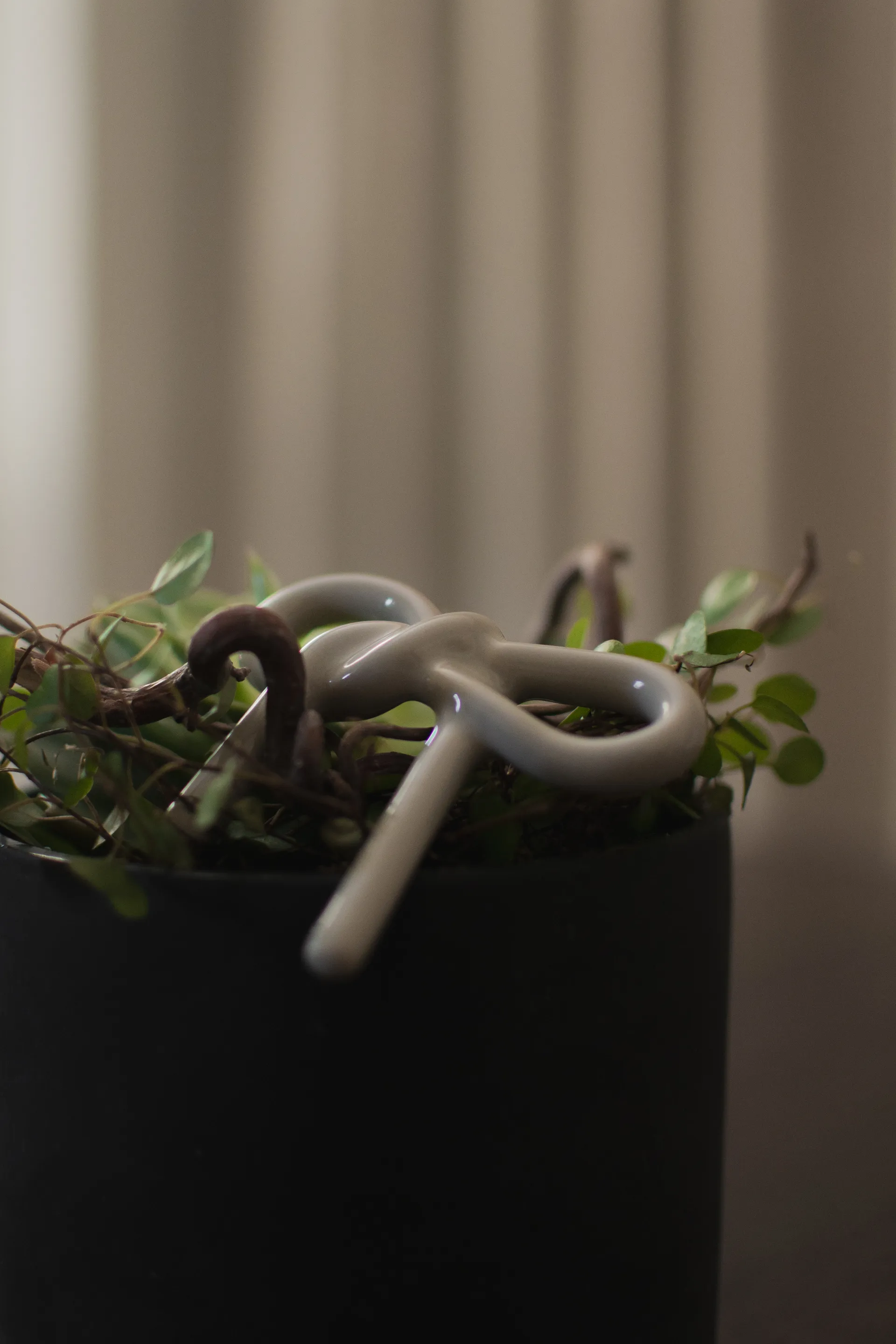 Ozdoba do doniczki Bow, Shiny mole DBKD