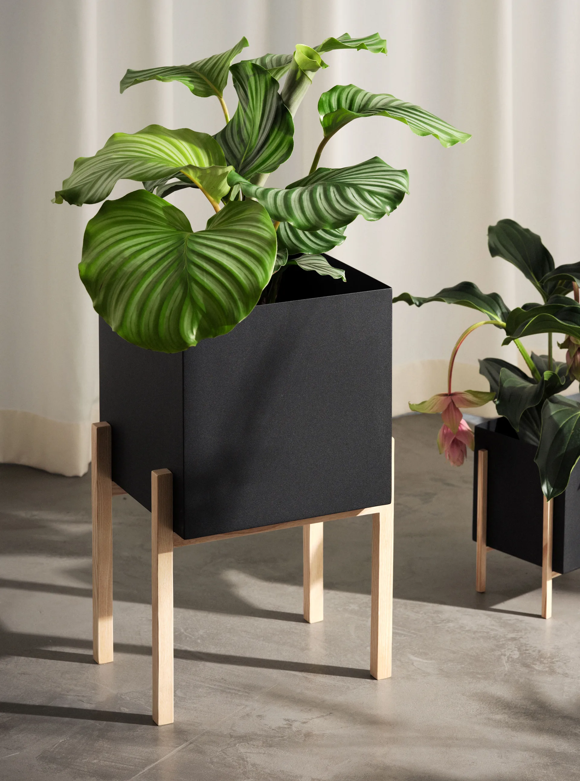 Botanic donica na podstawie, Czarny jesion Design House Stockholm