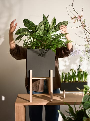 Botanic donica na podstawie - Czarny jesion - Design House Stockholm