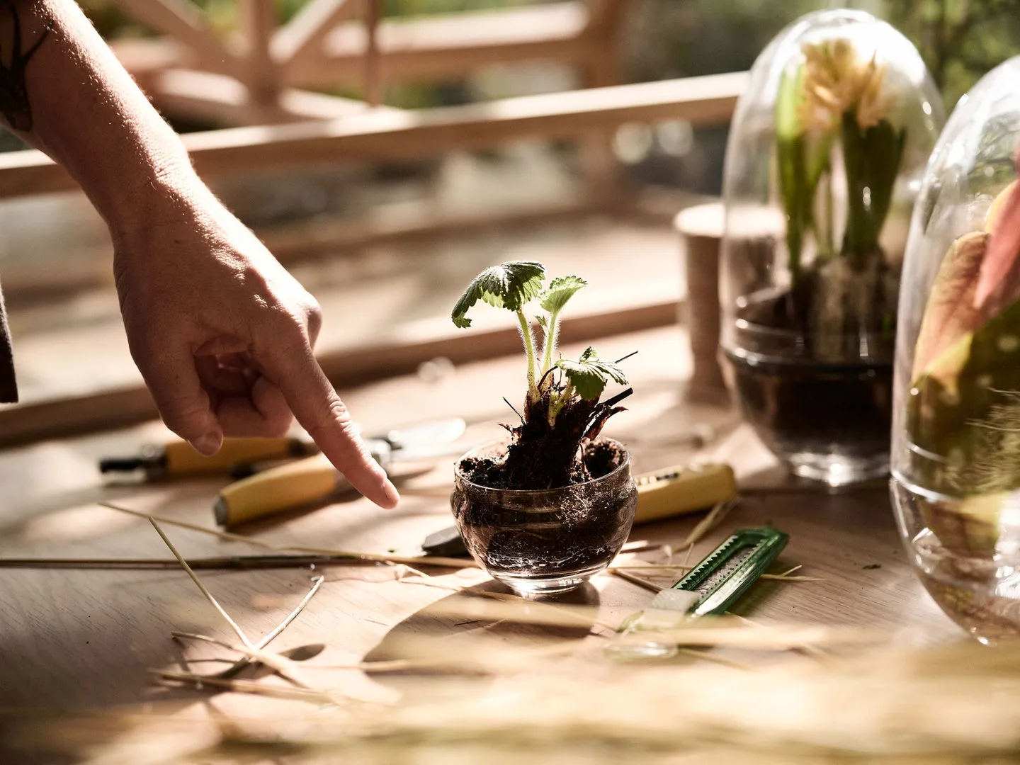 Szklarnia Grow, Mały ø8 cm Design House Stockholm