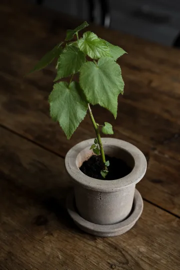 Donica Ernst z terakoty z podstawką - Ø12×10 cm - ERNST