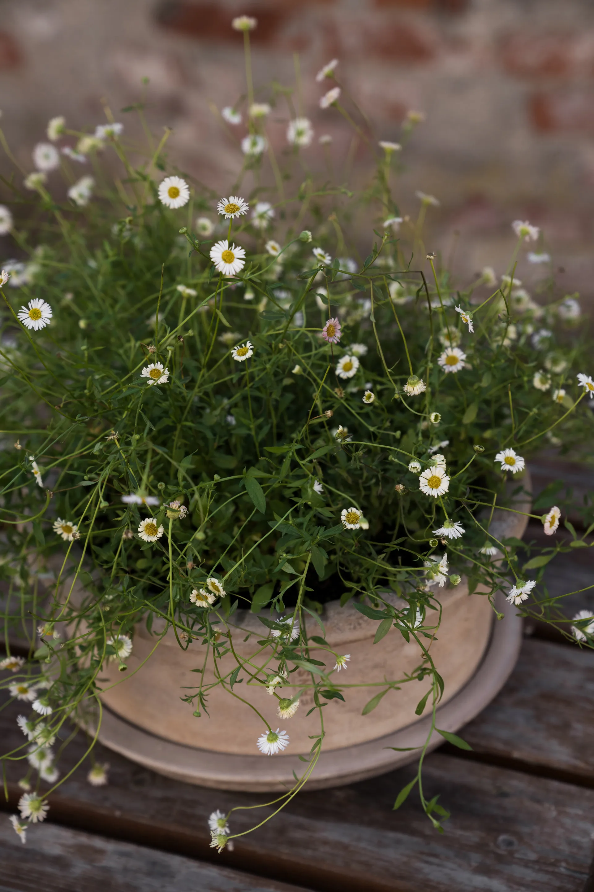 Donica Ernst z terakoty z podstawką, Ø33x12 cm ERNST