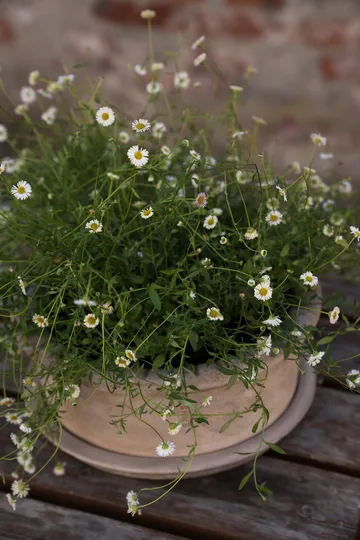 Donica Ernst z terakoty z podstawką - Ø33x12 cm - ERNST