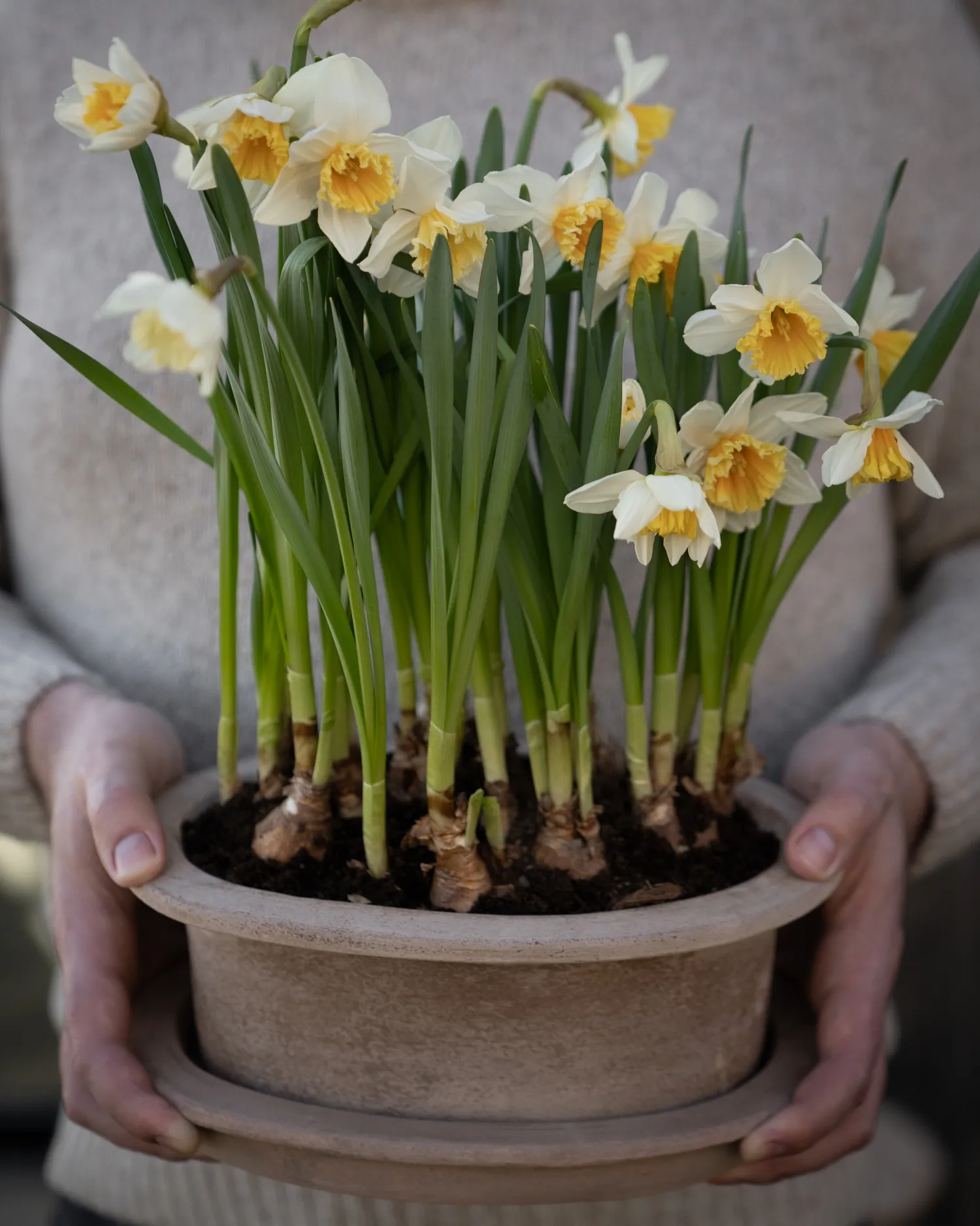 Owalna doniczka Ernst Terracotta, 2 szt., Brązowa ERNST
