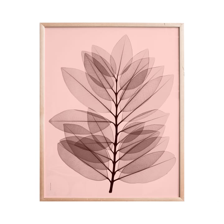 Metrosideros excelsea plakat, 40x50 cm Fine Little Day