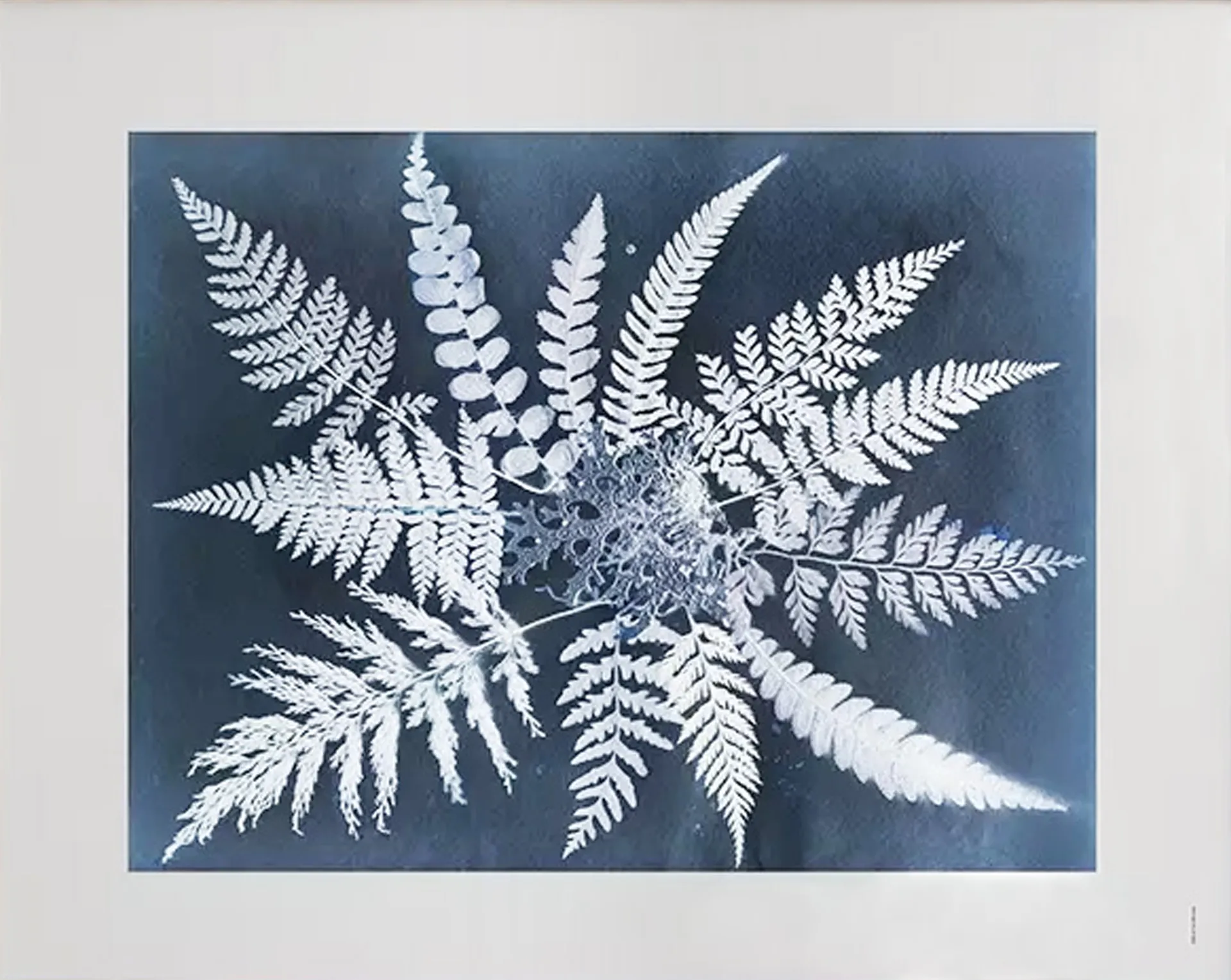 Plakat Fern star, 40x50 cm Fine Little Day
