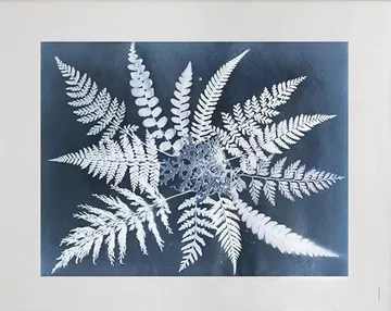 Plakat Fern star - 40x50 cm - Fine Little Day
