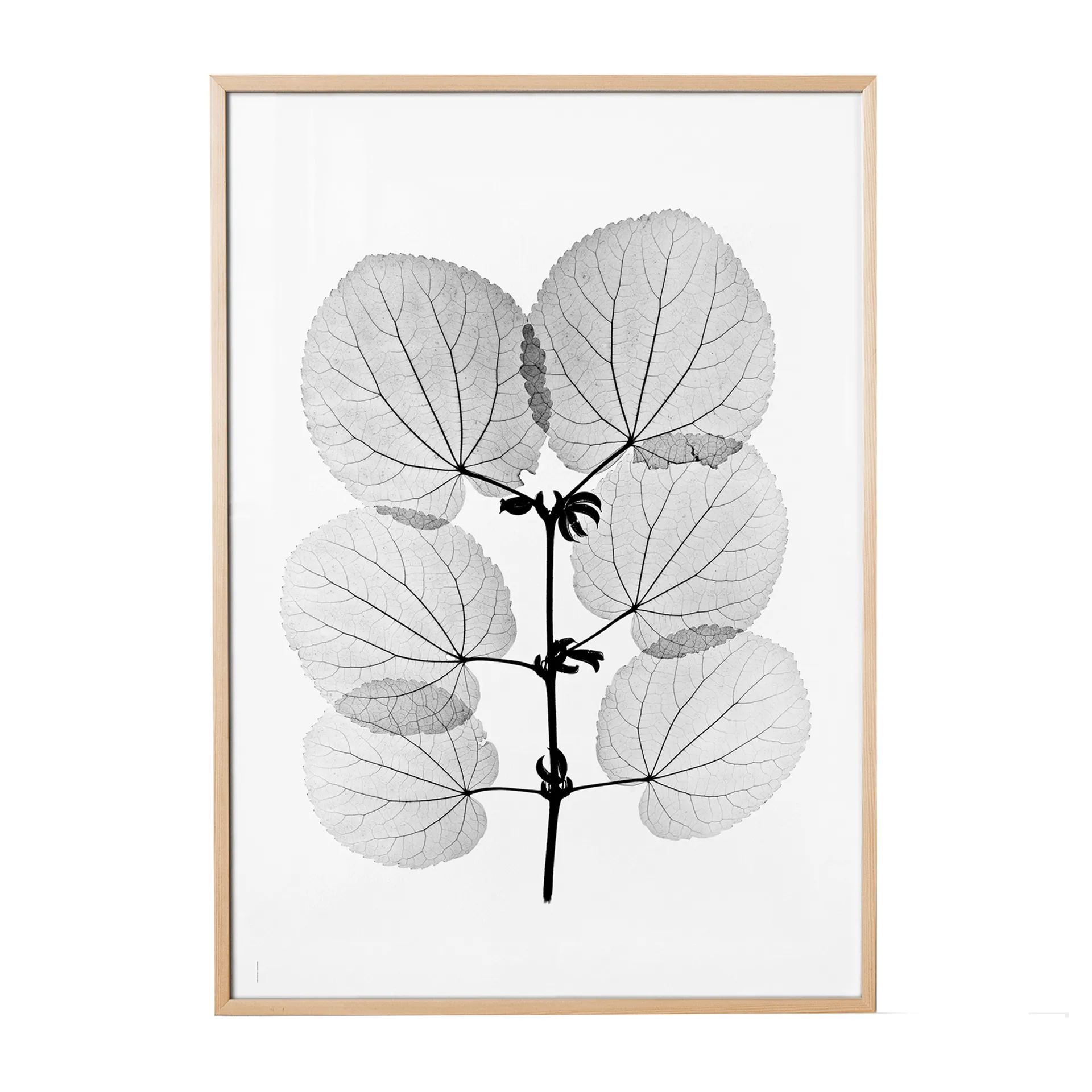 Plakat Katsura, 70x100 cm Fine Little Day