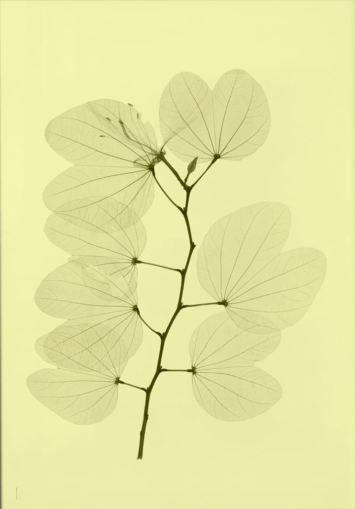 Plakat Orkidebauhinia - 70x100 cm - Fine Little Day