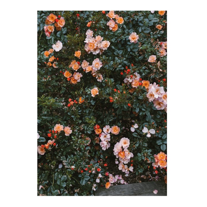 Plakat Rose - 70x100 cm - Fine Little Day