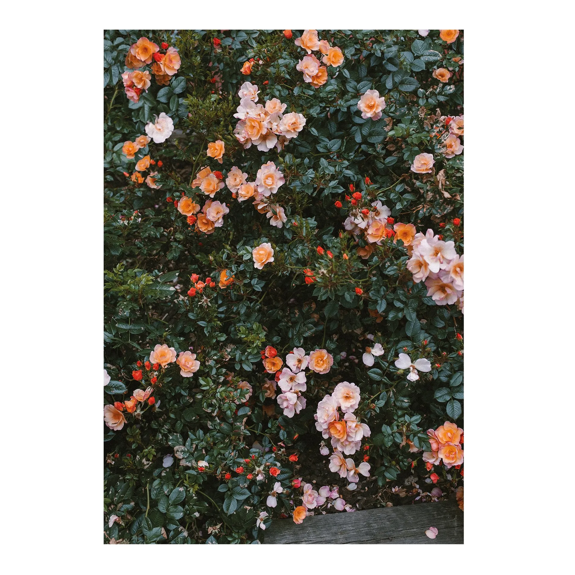 Plakat Rose, 70x100 cm Fine Little Day