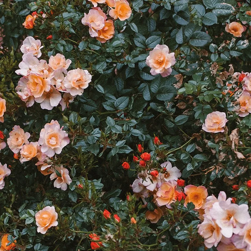 Plakat Rose, 70x100 cm Fine Little Day