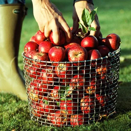 Korbo bucket 20, stal kwasoodporna KORBO