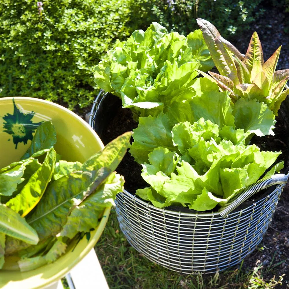 Kosz Korbo Classic 24, stal galwanizowana KORBO