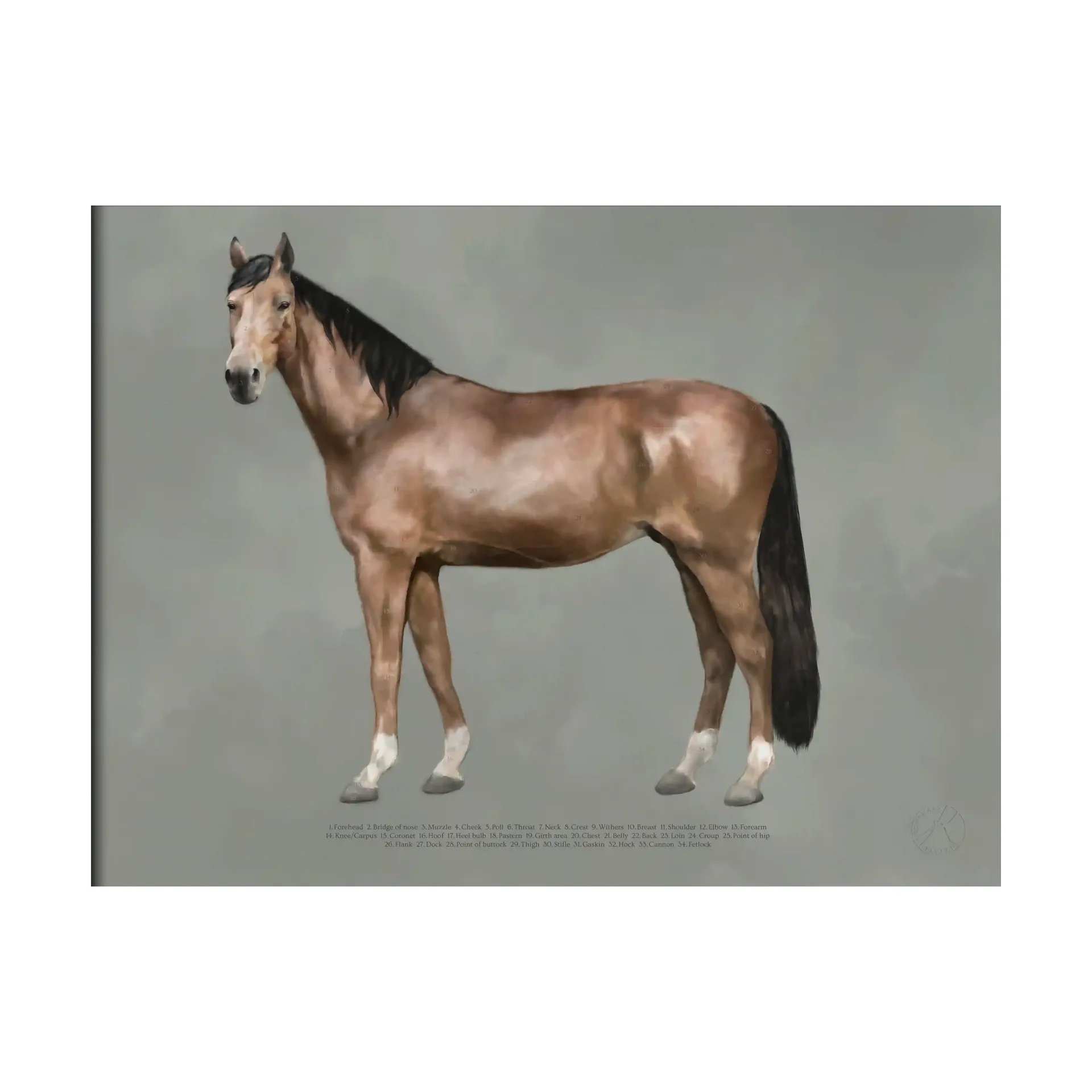 Plakat The Anatomy of the Horse, 30x40 cm Kunskapstavlan®