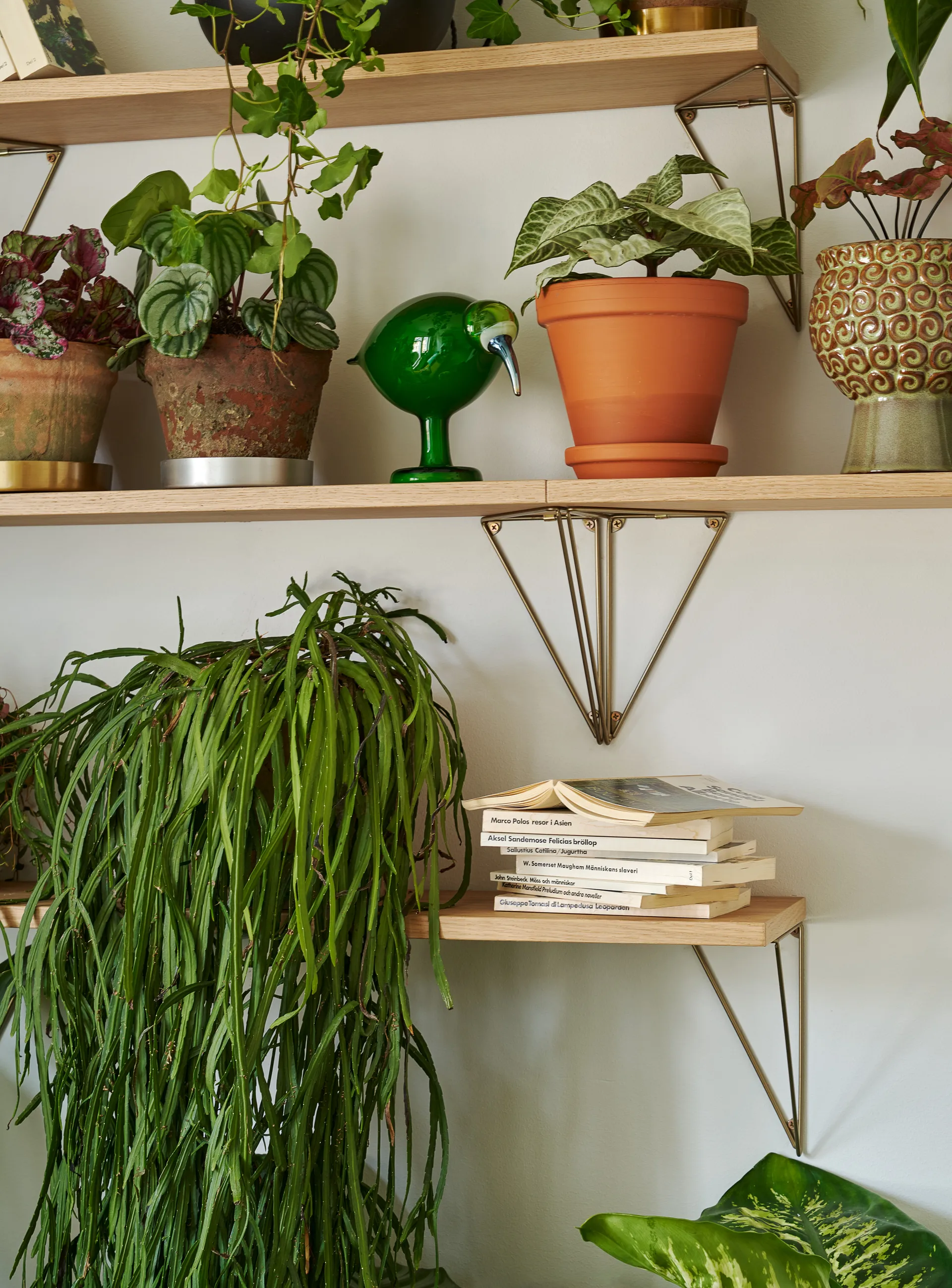 Półka Pythagoras, dąb Maze