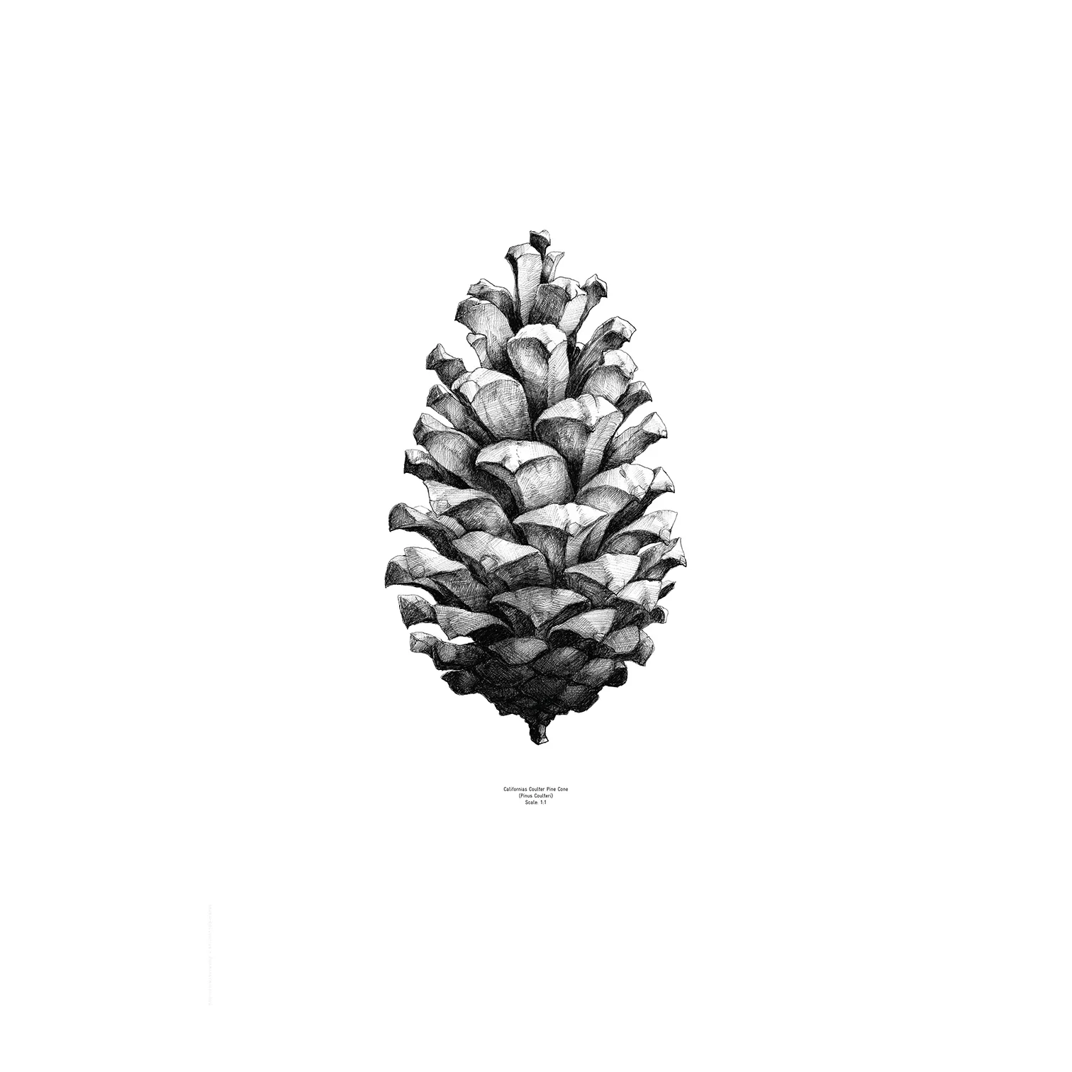 1:1 Pine Cone plakat, biały, 50x70 cm Paper Collective