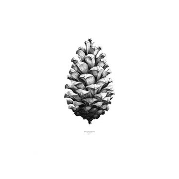 1:1 Pine Cone plakat - biały, 50x70 cm - Paper Collective