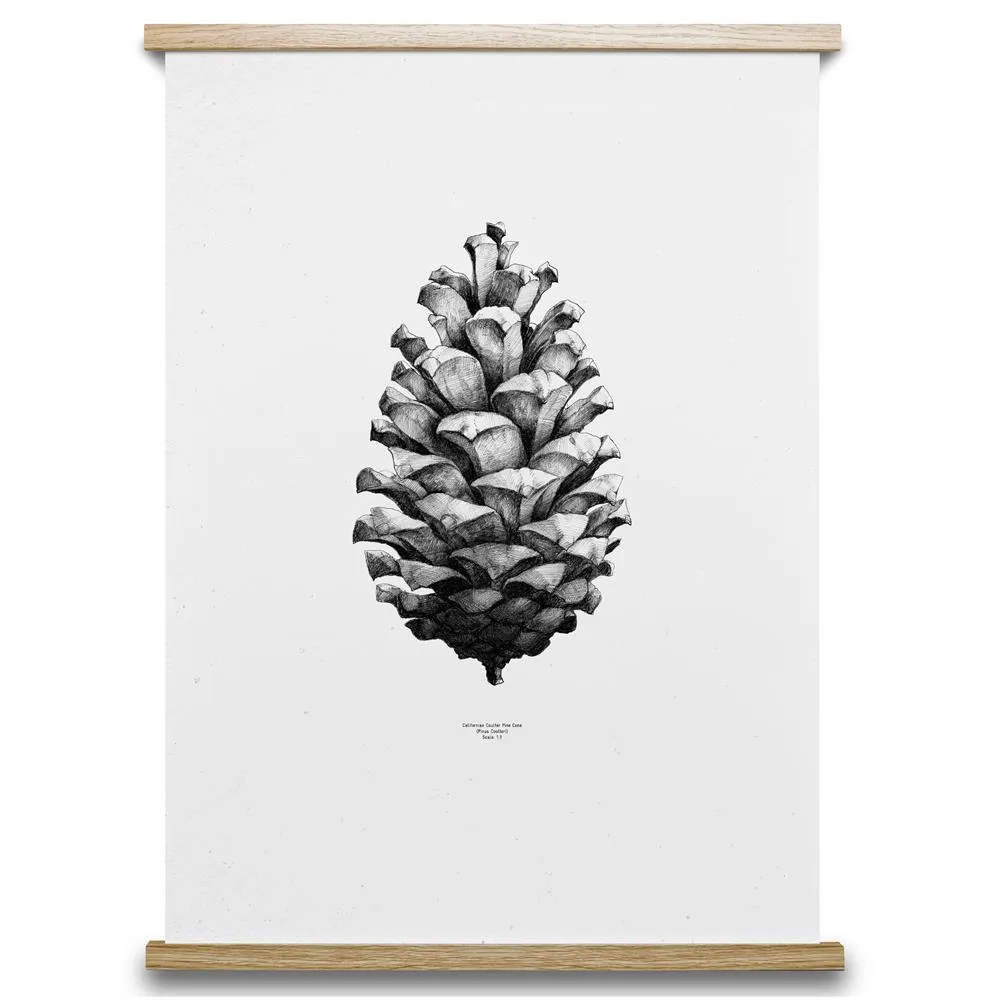 1:1 Pine Cone plakat, biały, 50x70 cm Paper Collective