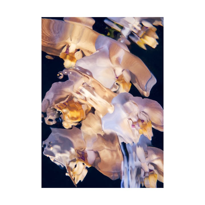 Plakat Flora Aquatica 01 - 30x40 cm - Paper Collective