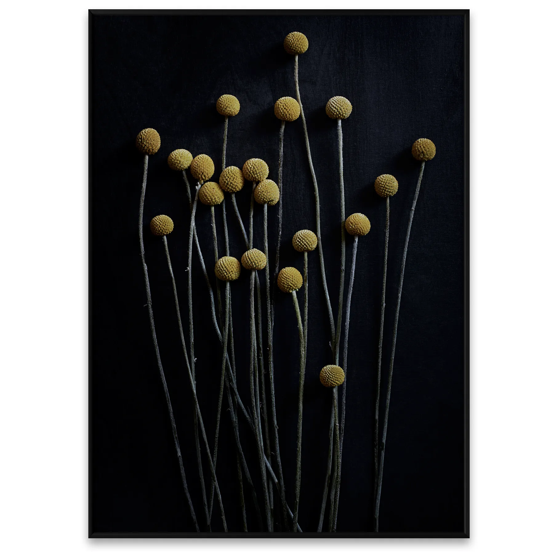 Plakat Still Life 01 Yellow Drumsticks, 50x70 cm Paper Collective