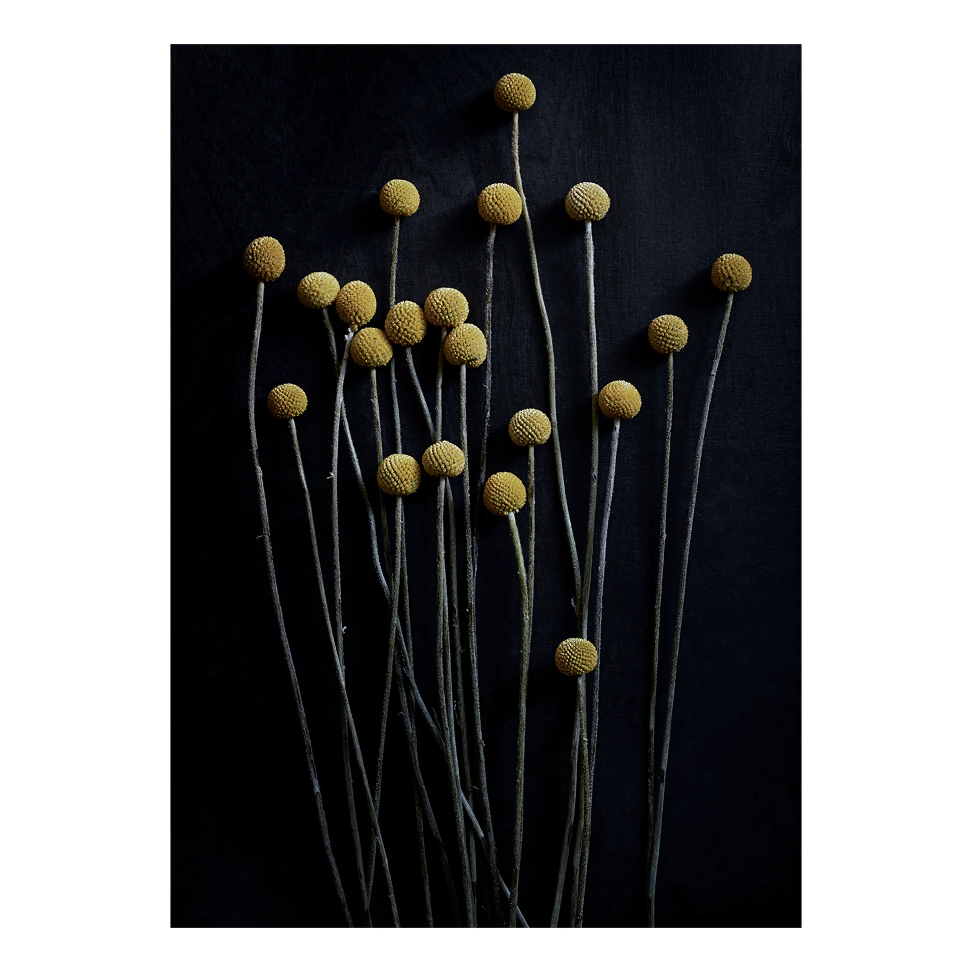Plakat Still Life 01 Yellow Drumsticks, 50x70 cm Paper Collective