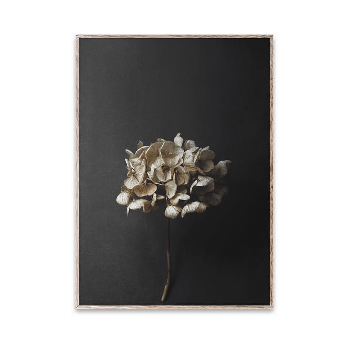 Plakat Still Life 04 Hydrangea, 30x40 cm Paper Collective