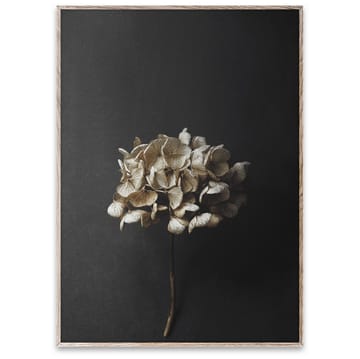 Plakat Still Life 04 Hydrangea - 50x70 cm - Paper Collective