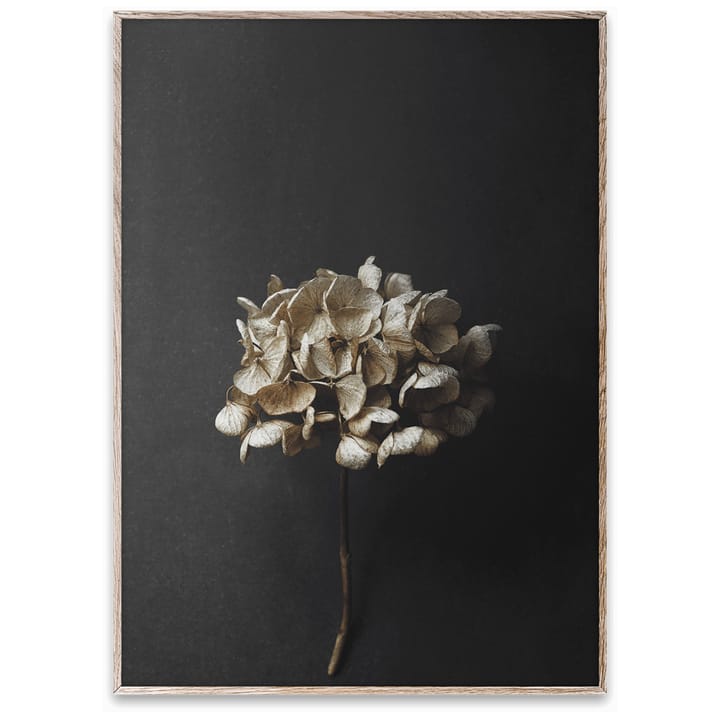 Plakat Still Life 04 Hydrangea, 50x70 cm Paper Collective