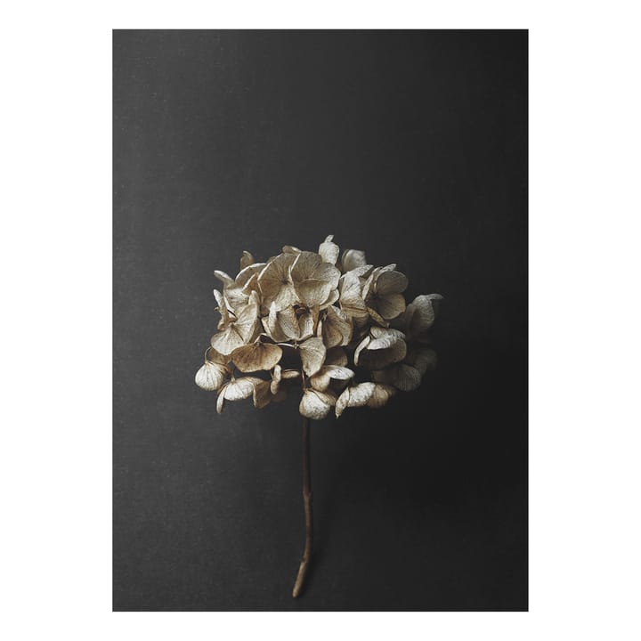 Plakat Still Life 04 Hydrangea - 50x70 cm - Paper Collective