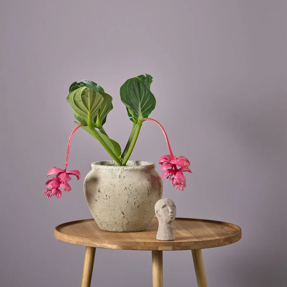 Loev doniczka, Szary, średni Ø30.5 cm Villa Collection